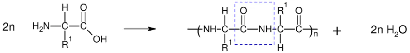 Abb.  5: Reaktion von  α -Aminosäure unter Wasserabspaltung und Bildung einer   Peptid-Bindung zu einem Polypeptid 