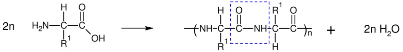 Abb.  3: Reaktion von  α -Aminosäure unter Wasserabspaltung und Bildung einer   Peptid-Bindung zu einem Polypeptid 