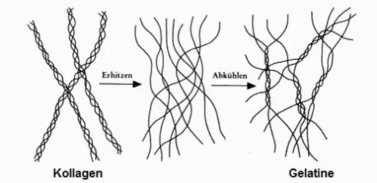 Abb. 13: [5]  Denaturierung und erneute Verknäulung zur Gelatine. 