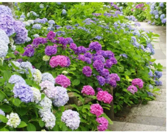 Abb. 11: Hortensien sind je nach pH und Aluminiumanteil (Komplexbildung mit Anthocyanen)   des Nährbodens blau, weiß, rosa oder violett gefärbt