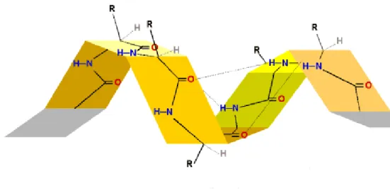 Abb. 6: Sekundärstruktur von Enzymen (α-Helix) 