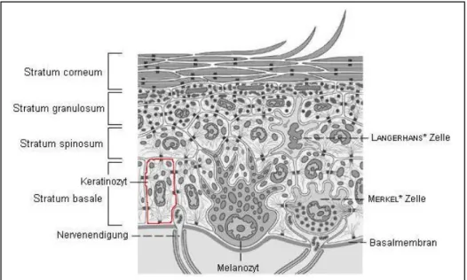 Abb. 2    Schematische Darstellung der Epidermis