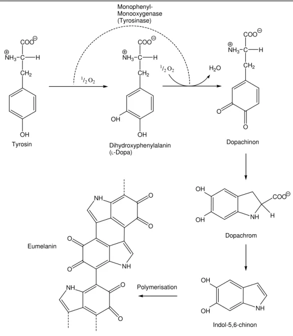 Abb. 6    Reaktionsschema zur Bildung von Eumelanin NH3CHCH2OHCOOMonophenyl-Monooxygenase(Tyrosinase)TyrosinNH3CHCH2OHCOOOHDihydroxyphenylalanin(L-Dopa) H 2 O NH 3 C HCH2OCOOODopachinonOHOHNH COOHDopachromOHOHNHIndol-5,6-chinonOONHNHOOOONHEumelaninPolymeri