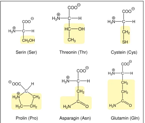 Abb. 11    Polare AminosäurenH3NCCOOCH2OHHH3 N C COOHC H OHCH3 H 3 N C COOCH2 HSHSerin (Ser) Threonin (Thr)  Cystein (Cys) 