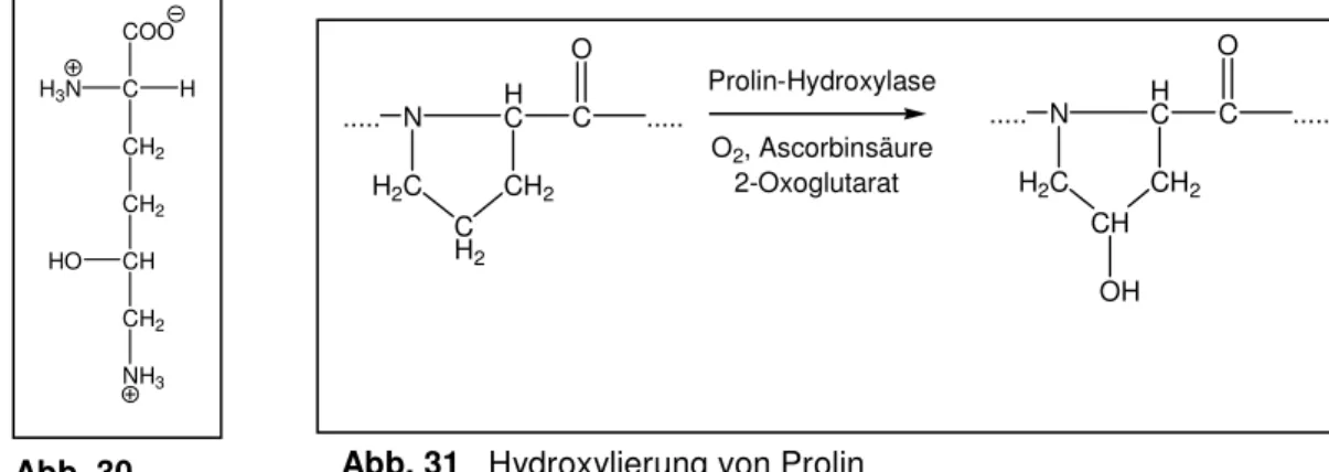 Abb. 31    Hydroxylierung von Prolin ..... NHCH2CCH2CH2CO..... ..... N HCH2CCH CH 2 CO .....OHProlin-HydroxylaseO2, Ascorbinsäure   2-Oxoglutarat