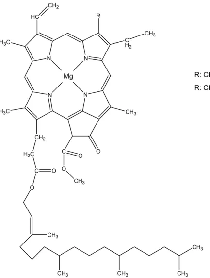 Abb. 5: Molekülstruktur Chlorophyll a bzw. Chlorophyll b 