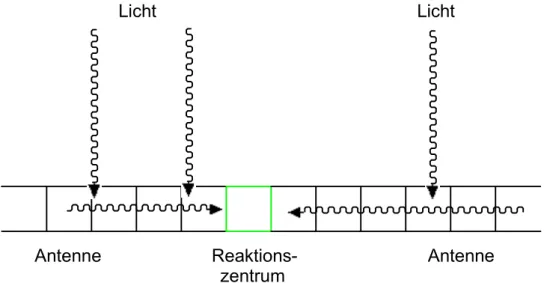 Abb. 7: Schematische Darstellung des Excitonentransfers von den Antennen zum  Reaktionszentrum 