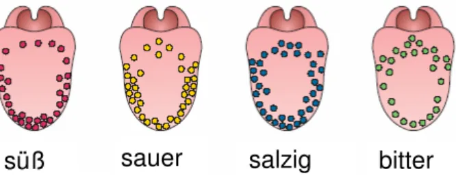 Abb.  3-6:  Verteilung  der  Geschmacksrezeptoren  der  vier  Grundqualitäten  (ohne  umami )  auf der menschlichen Zunge  