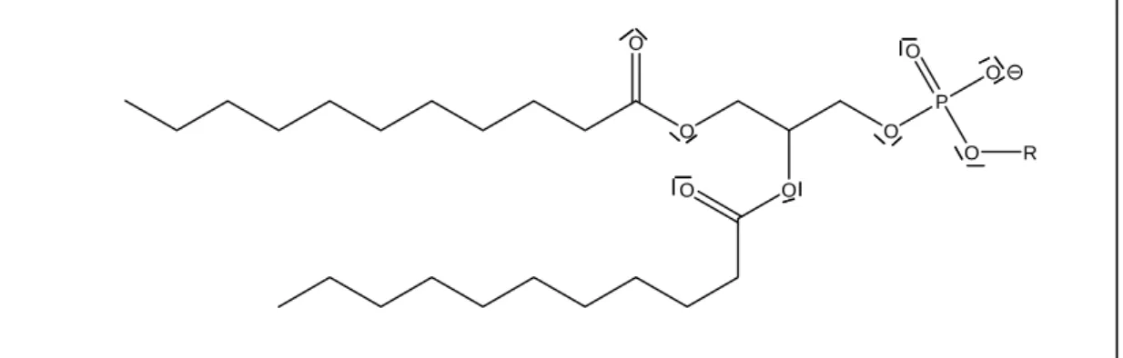 Abb. 3 Strukturformel eines Phospholipids 
