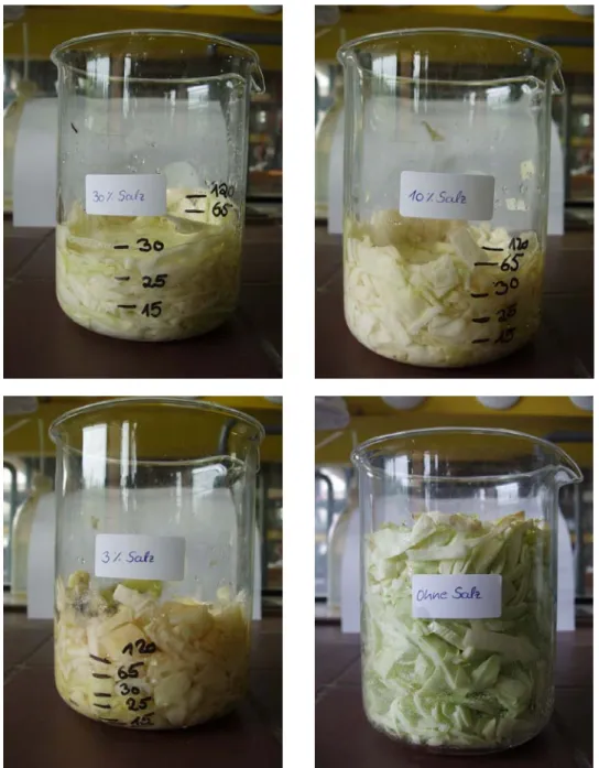 Abb. 12 Beobachtung zu Versuch 3 – Weißkohl mit unterschiedlichen Mengen  Kochsalz versetzt nach 4 Tagen (von oben links nach unten rechts: mit 30 %  Salz; mit 10 % Salz; mit 3 % Salz; ohne Salz) 