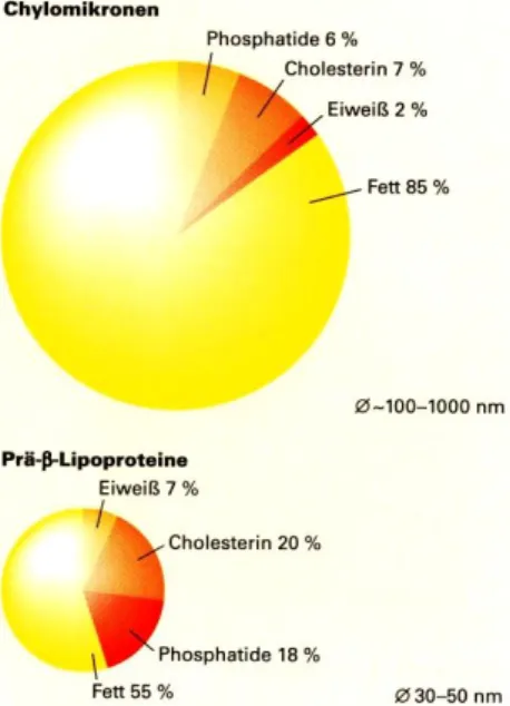 Abbildung 15: Zusammensetzung der Lipoproteine 