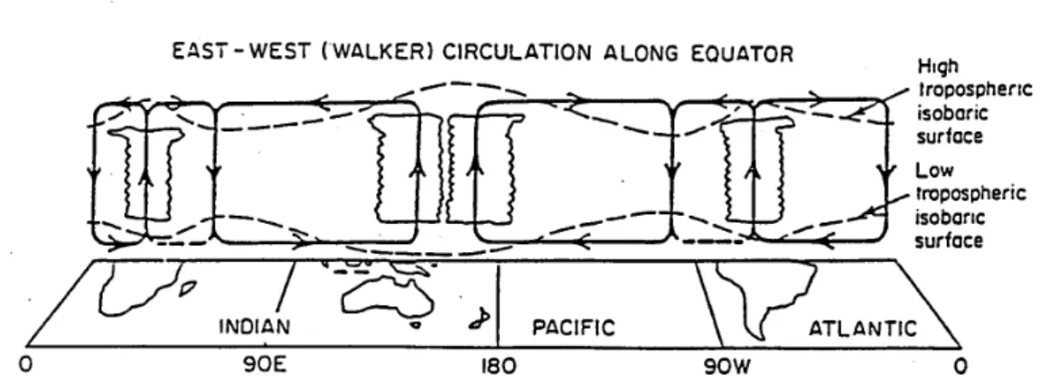 Figure 1.15: Schematic diagram of the longitude-height circulation along the equator.