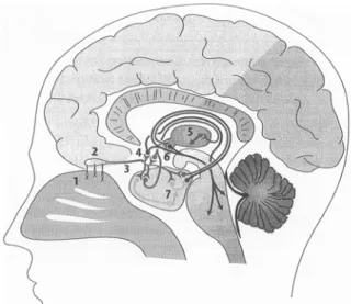 Abb. 2: Das Riechsystem mit seinen primären und sekundären Bahnen zu anderen Hirnregionen (vgl.