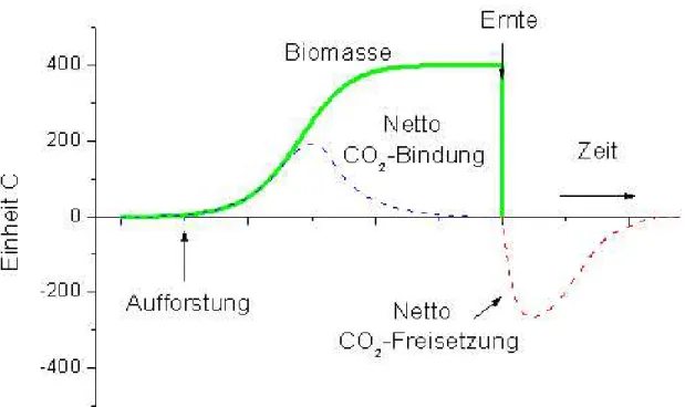 Abbildung 5: CO 2 Bilanz des Waldes