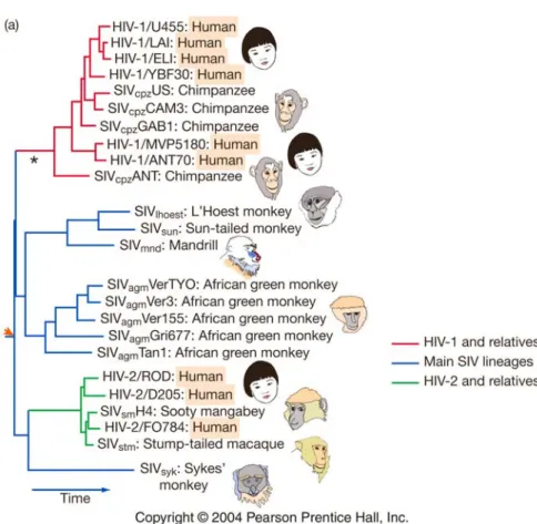 Fig 2.14 Evolution im 20. Jahrhundert. Der HIV-Virus entstand aus Vorfahren (Primatenviren, SIV) und passte sich an  den Menschen  an