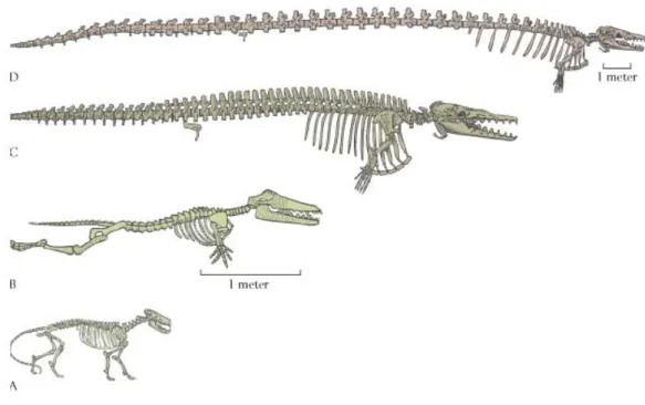 Fig  2.9  Die  Evolutionsgeschichte  der  Wale  erklärt  sich  am  einfachsten  durch  deren  Abstammung  von  landlebenden  Vorfahren  vor  ca
