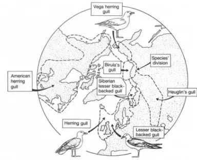 Fig  2.12  Rassenkreis  der  Silber-  bzw.  Heringsmöwe  mit  circumpolarer  Verbreitung  (um  den  Nordpol)