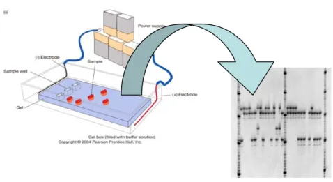 Fig.  3.1  Das  Prinzip  der  Elektrophorese.  Links:  die  Proben  werden  einzeln  an  einem  Ende  eines  Gels  aufgetragen  (sample well)