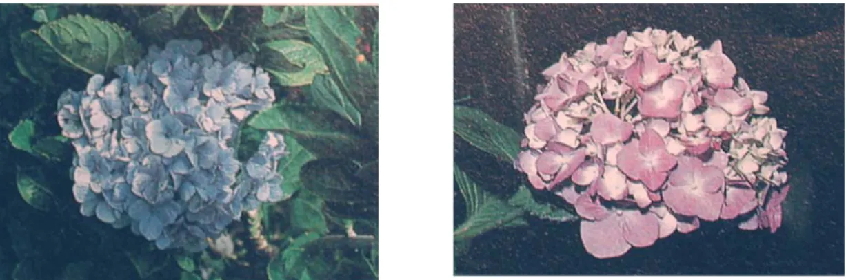 Fig 5.6  Phänotypische Plastizität. Klone der gleichen Pflanze (Hortensie) wurden auf basischem  (links) und saurem  (rechts)  Boden kultiviert