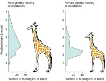 Fig 7.1 Giraffen (links: Männchen; rechts: Weibchen) fressen in mittleren Höhen über Grund und benutzen damit  den Vorteil ihrer langen Hälse nicht in vollem Umfang