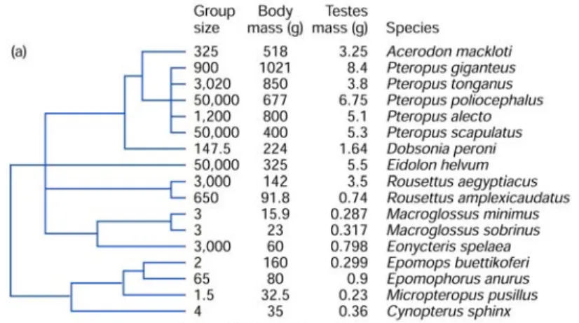 Fig  7.4    Phylogenie  der  Flughunde  (17  Arten).  Kontraste  werden  jeweils  zwischen  benachbarten  Arten  bzw