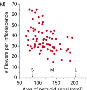 Fig  7.6  Trade-off  (negative  Korrelation)  zwischen  der  Anzahl  der  Blüten  (y-Achse)  und  der  Grösse  der  Blüten  (x-Achse)  bei  Begonia  involucrata