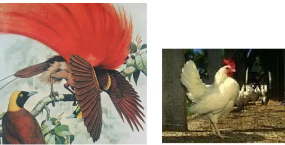 Fig 10.11 Links: Fisher’s Prozess - eine prachtvolle Befiederung des männlichen Paradiesvogels  wird (zusammen  mit  dem  Balzverhalten)  von  den  Weibchen  bevorzugt