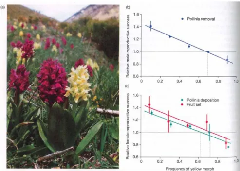 Fig  10.5  Negativ-Frequenz-abhängige  Selektion  für  die  Blütenfarbe  bei  Orchideen  (Links:  Rote  und  Gelbe  Morphen)