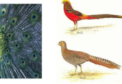 Fig  10.6  Links:  Das  Männchen  des  Pfaus  hat  charakteristische  Ornamente  (die  langen  Federn  der  Oberschwanzdecke) und ist im Ganzen viel auffälliger gefärbt als das Weibchen