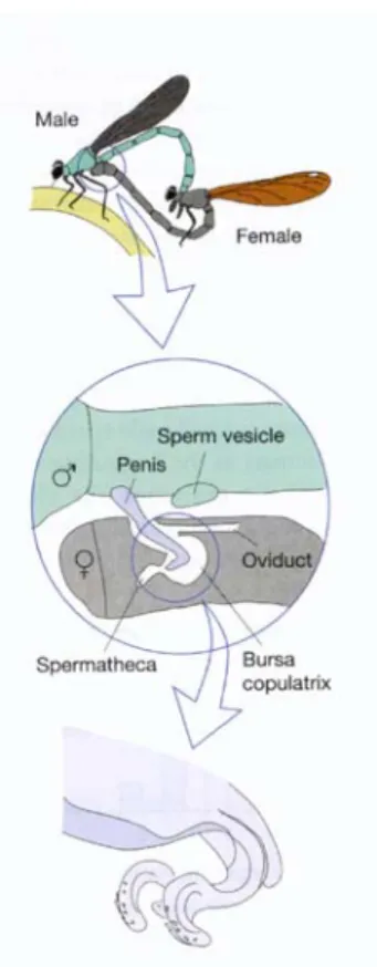 Fig  10.9  Spermienkonkurrenz  bei  Libellen.  Die  Weibchen  paaren  sich  mehrfach  mit  verschiedenen  Männchen  (oben)