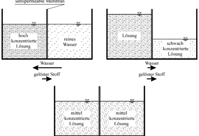 Abbildung 1-15:  Verhalten zweier durch eine teildurchlässige Wand getrennter Flüssigkeiten  Es gibt seit langem Bestrebungen, den Messbereich von Tensiometern über eine Wasserspannung  von etwa 8 m hinaus durch Verwendung von osmotischen Flüssigkeiten bet
