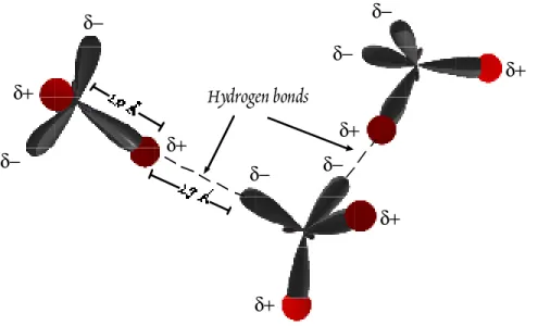 Figure 1.8.  Hydrogen bonding between water molecules.  Hydogen posi- posi-tions shown as red; sp 3  hybrid orbitals in oxygen shown as dark gray