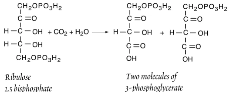 Figure  9.13.    Phosphoenolpyruvate  carboxylation,  the  reaction  by  which  C 4   plants  fix  CO 2   during  photosynthesis
