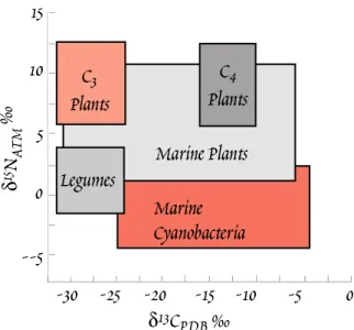Figure 9.18. Relationship between δ 13 C and δ 15 N  among the principal classes of autotrophs