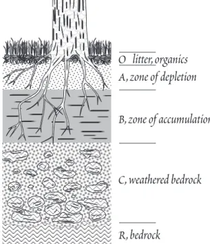 Figure 13.4.  Soil profile, illustrating the O, A, B, and C horizons described in the text