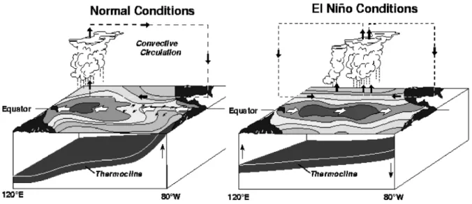 Fig. 41. Schematische Darstellung der atmosphärischen Zirkulation (Walker-Zelle) über dem tropischen Pazifik