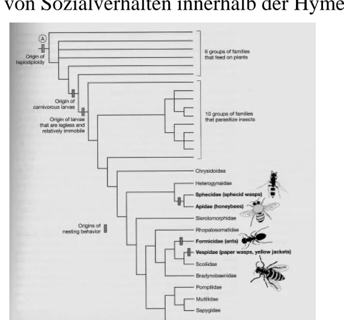 Fig. 10.9 Freeman &amp; Herron, nach Hunt (1999)3) Evolution von Sozialverhalten - Insekten