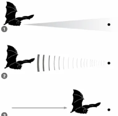 Abb. 4: Eine Fledermaus auf der Jagd nach Nahrung  1.  Von der Fledermaus ausgehende Töne 