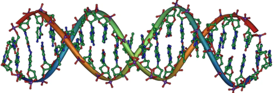 Figure 1: Chemical structure of a double-stranded DNA, with the sugar-phosphate back- back-bone additionally marked with a solid ribbon[9].