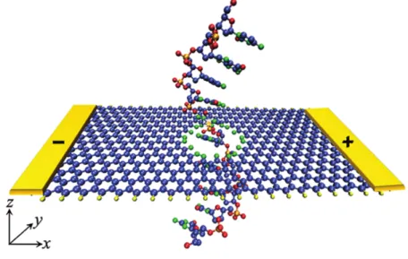 Figure 4: Graphene nanoribbon with an embedded nanopore, a DNA molecule in the middle of the pore, and the two electrodes on the sides.[4]