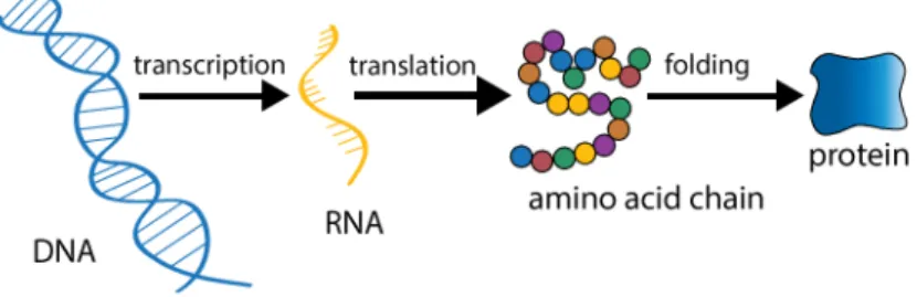 Figure 1: Schematic illustration of the successive processes of DNA transcription, translation and, protein folding[1].