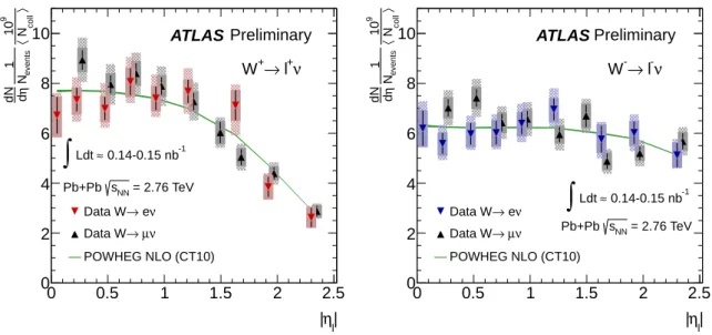 Figure 6: Di ff erential production yields per binary collision for W + (left) and W − (right) events from electron and muon channels