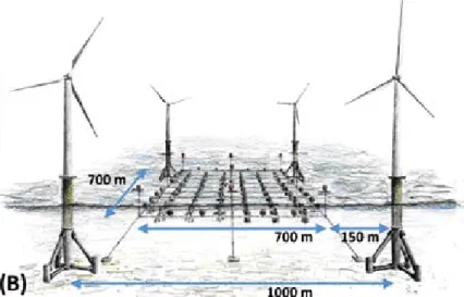 Abbildung B verdeutlicht die Lage  einer einzelnen  Muschelkultur-anlage  innerhalb einer Gruppe  von vier Windkraftanlagen (nicht  maßstabsgetreu)