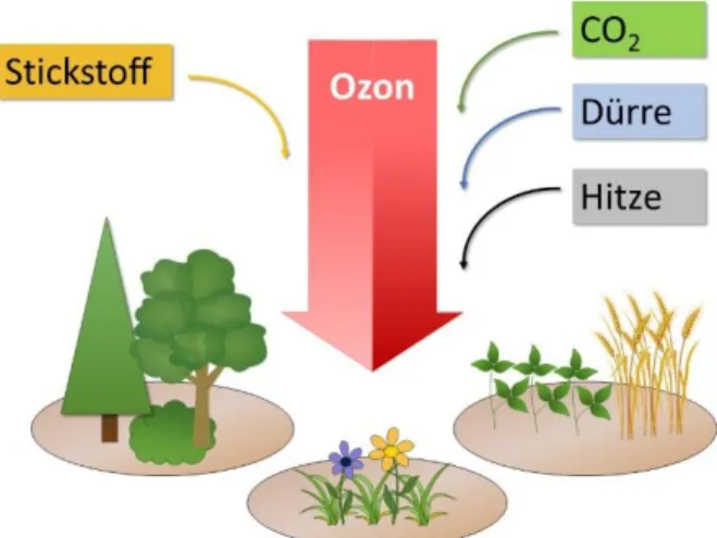 Abbildung  1:  Ozonwirkungen  auf  die  Vegetation  in  Kombination mit Stickstoff und Faktoren des Klimawandels