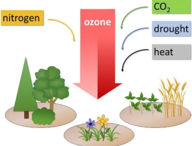 Figure  1:  Ozone  impacts  on  vegetation  in  a  future  nitrogen  polluted and changing climate 