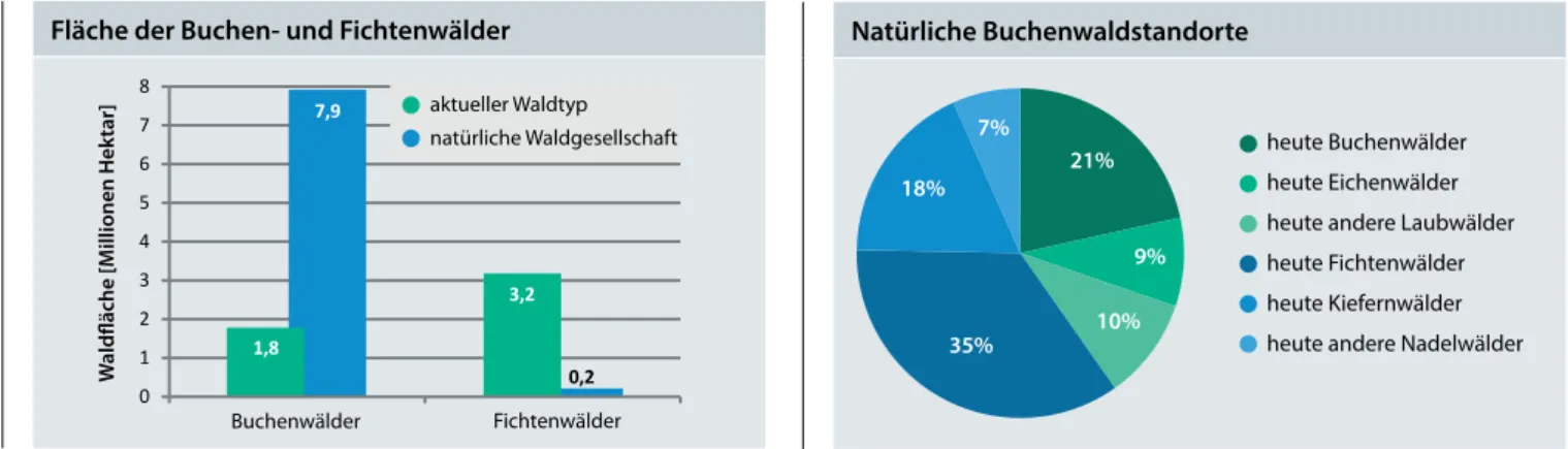 Abbildung 1: Aktuell gibt es viel weniger Buchenwälder als natürliche Buchen- Buchen-waldstandorte, aber viel mehr Fichtenwälder als natürliche Fichtenwaldstandorte.