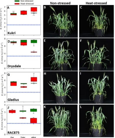 Figure 1. Transpiration rate is maintained under moderate heat stress by Australian summer wheat  varieties. Physiological and phenotypical effects on varieties Kukri (A–C), Drysdale (D–F), Gladius  (G–I),  and  RAC875  (J–L)  are  shown.  Box  plots  show