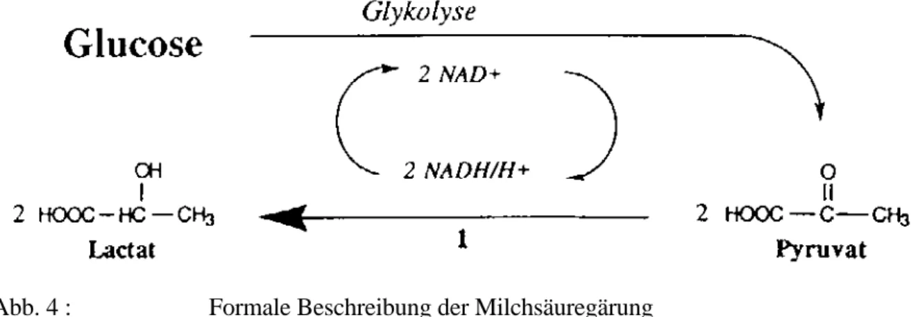 Abb. 4 : Formale Beschreibung der Milchsäuregärung Enzym : 1 = Lactatdehydrogenase