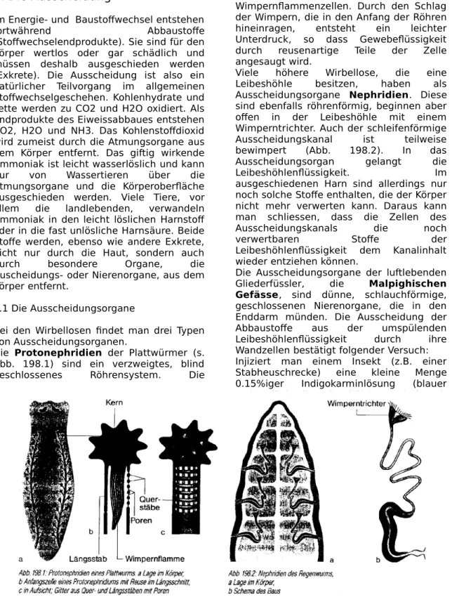 Abb.   198.1)   sind   ein   verzweigtes,   blind geschlossenes Röhrensystem. Die