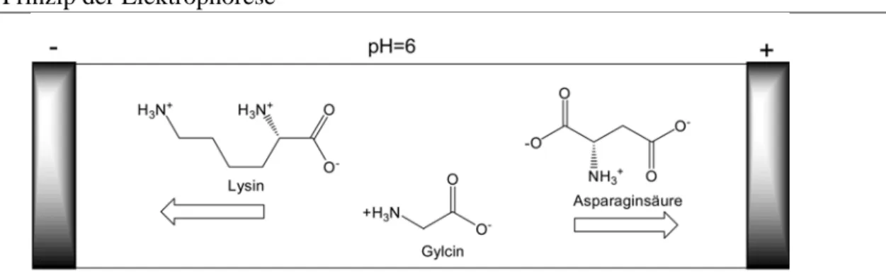 Fig. 2: Prinzip der Elektrophorese 2